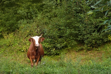 Cow grazing on green meadow in summer