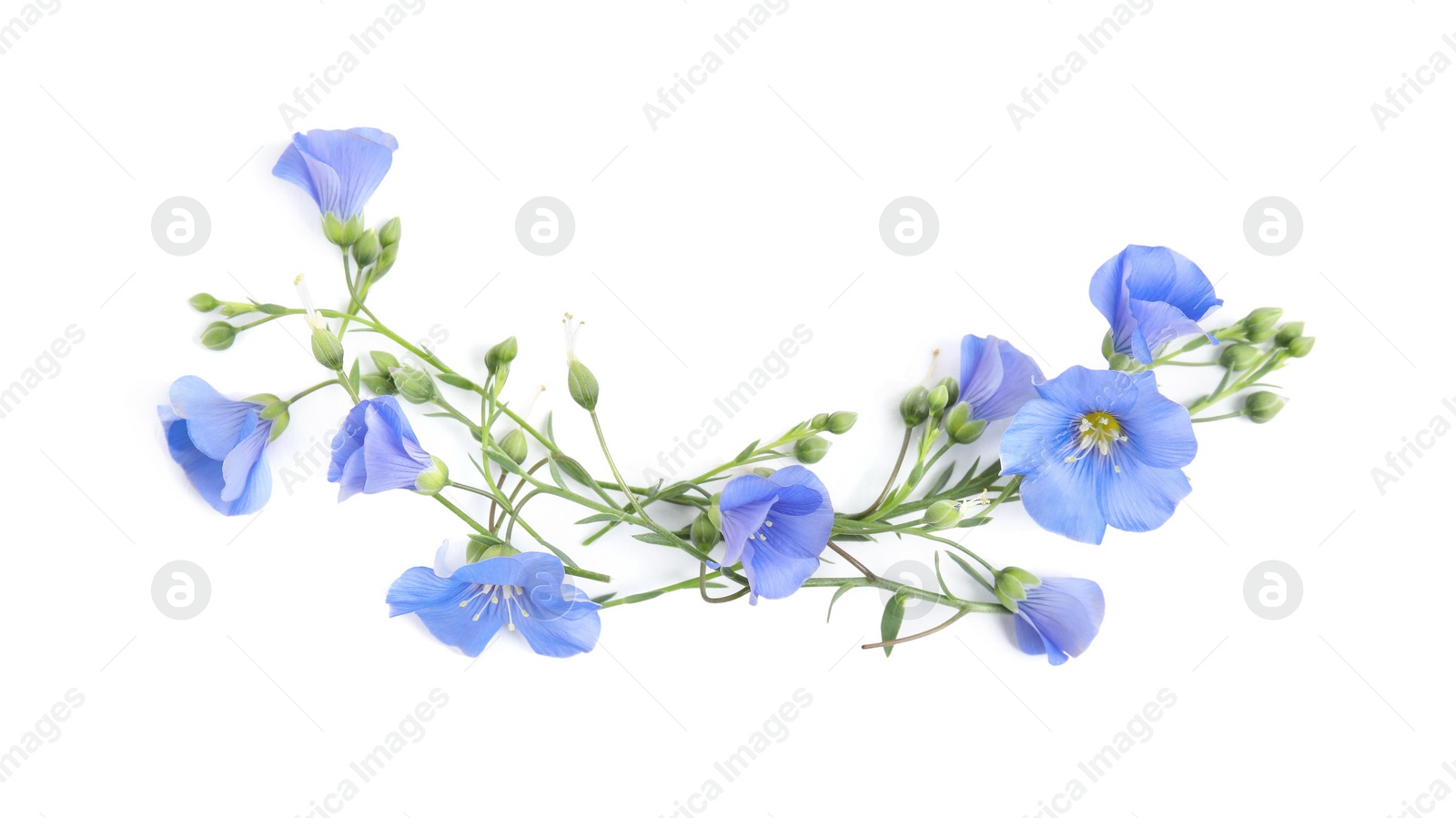 Photo of Beautiful light blue flax flowers on white background, top view