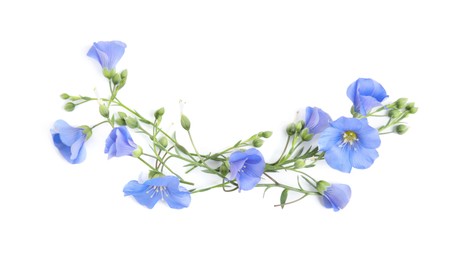 Beautiful light blue flax flowers on white background, top view