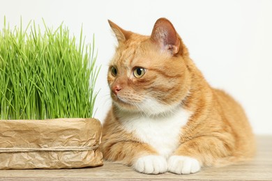 Photo of Cute ginger cat near potted green grass on wooden table against white background