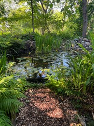 Photo of Plants growing near beautiful pond outdoors on summer day