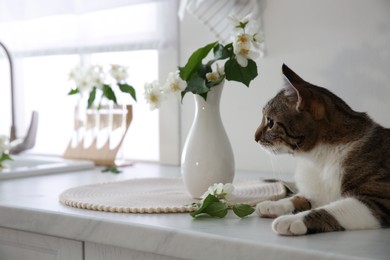 Photo of Cute cat near jasmine flowers on countertop in kitchen, space for text