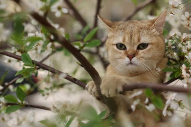 Cute cat among blossoming spring tree branches outdoors