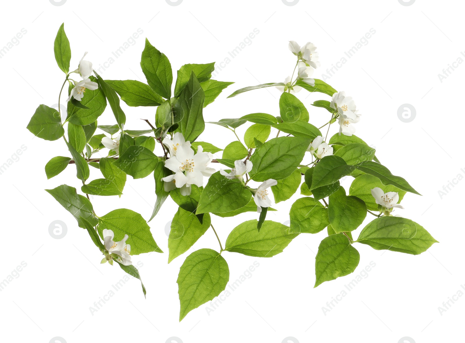 Photo of Branch of beautiful jasmine plant on white background