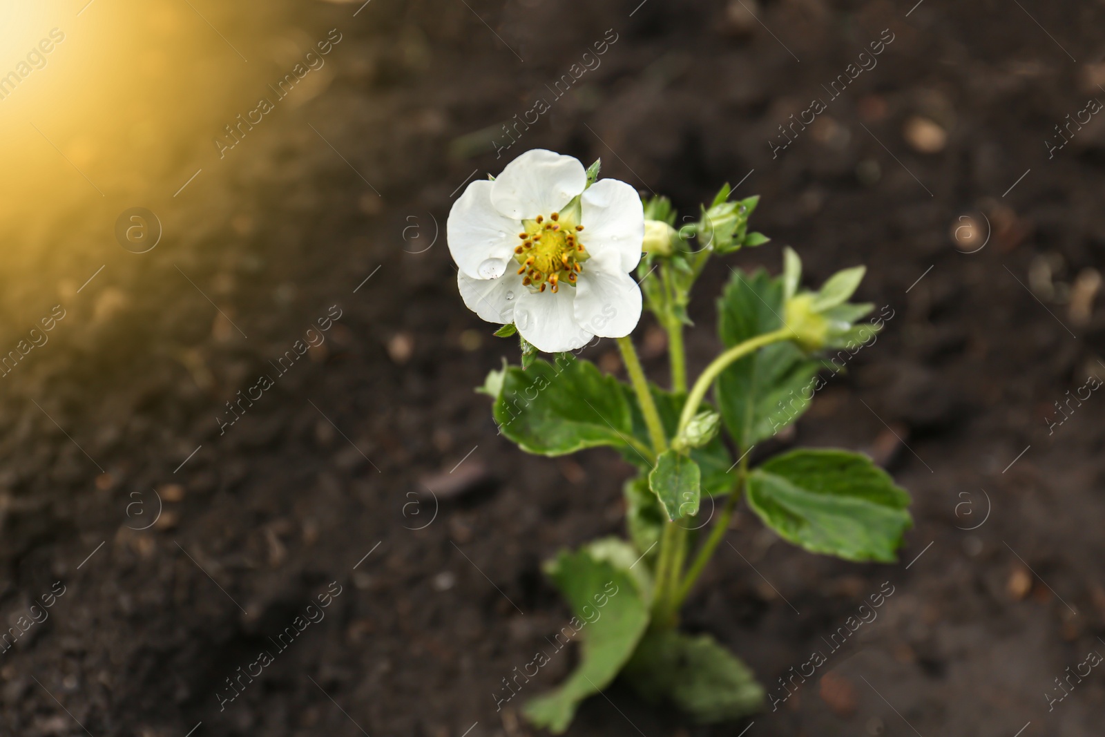 Photo of Beautiful strawberry plant with white flower growing in soil, closeup