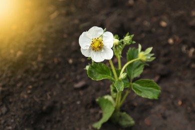 Beautiful strawberry plant with white flower growing in soil, closeup