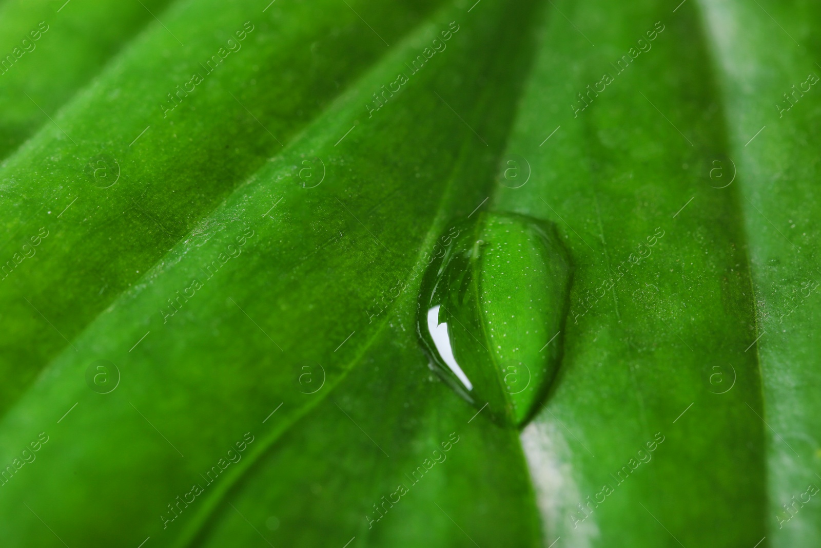 Photo of Macro view of water drop on green leaf