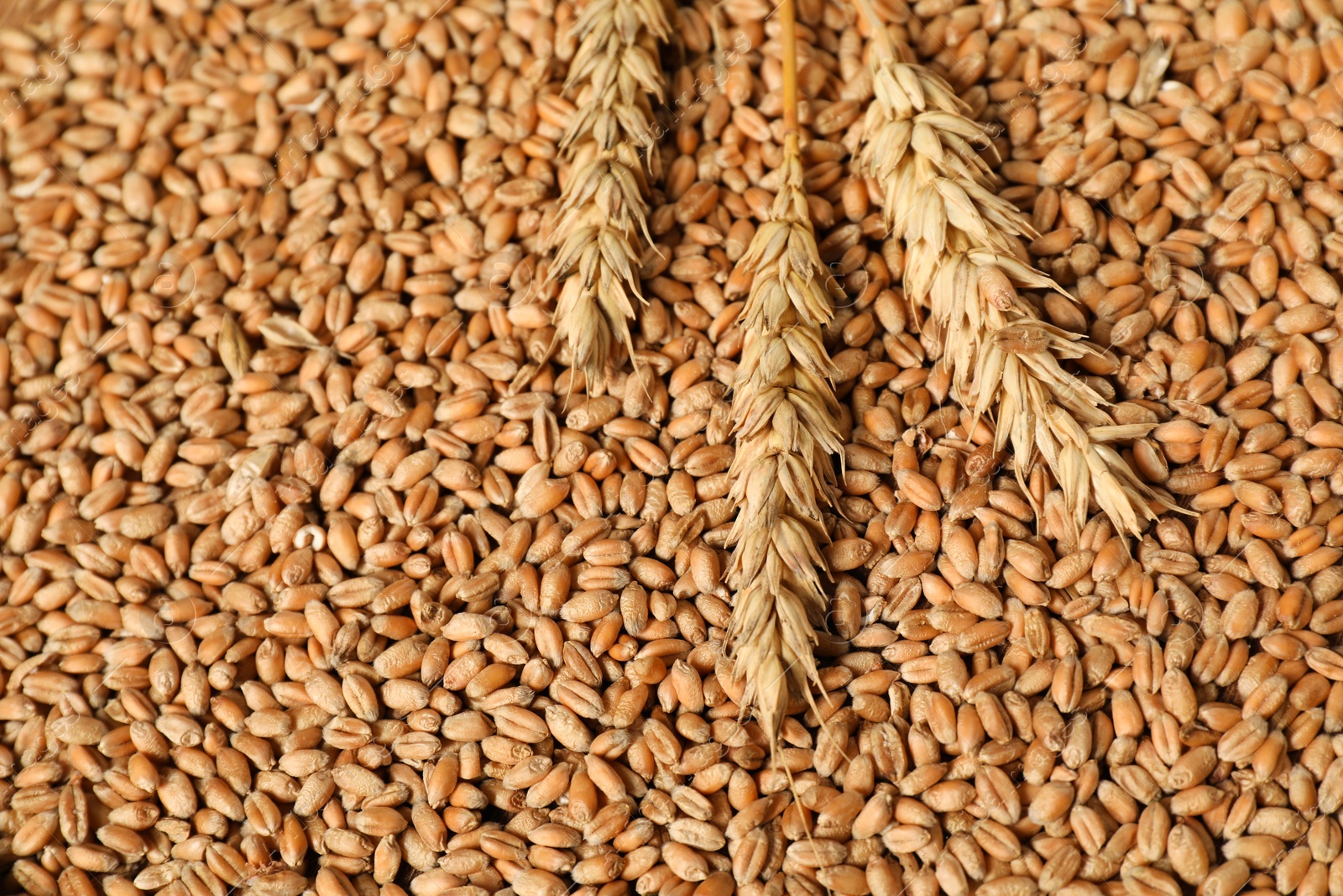 Photo of Ears of wheat on grains, closeup view