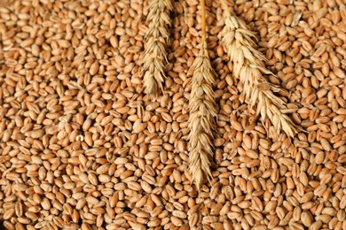 Ears of wheat on grains, closeup view