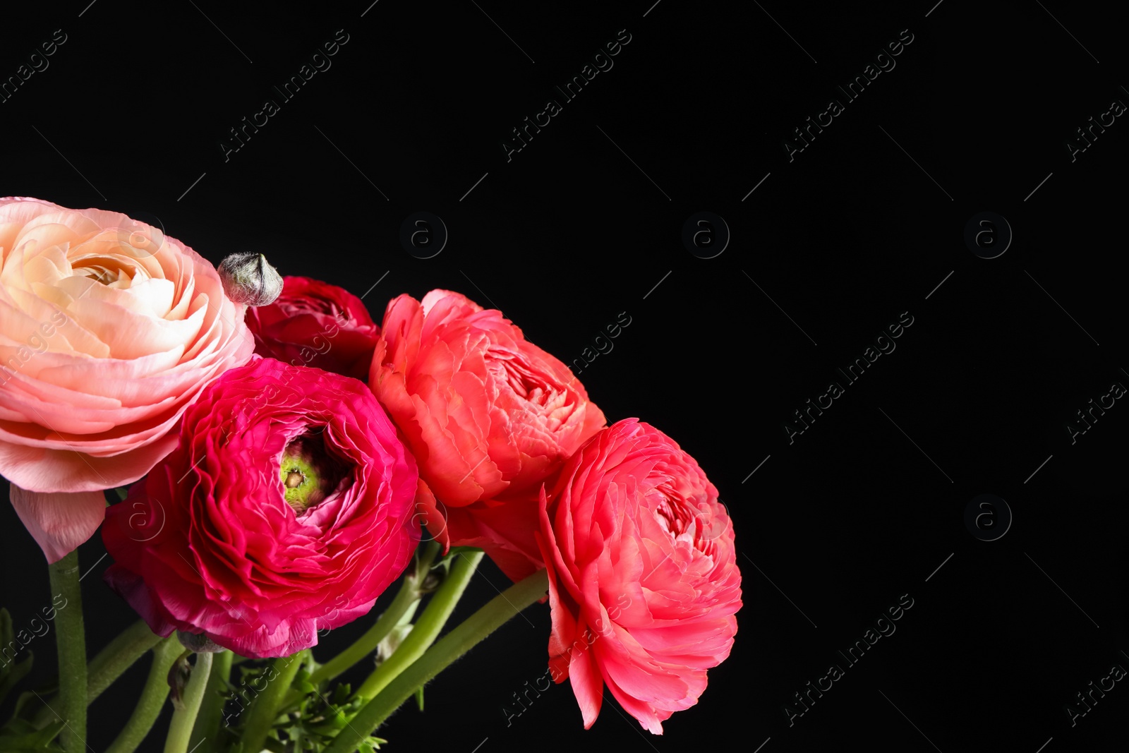 Photo of Beautiful fresh ranunculus flowers on black background, closeup. Space for text