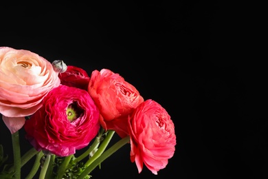Photo of Beautiful fresh ranunculus flowers on black background, closeup. Space for text