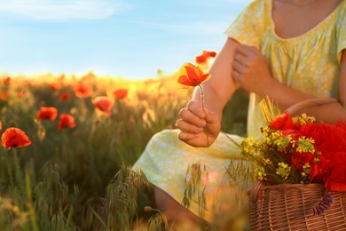 Photo of Woman with basket of wildflowers in sunlit poppy field, closeup. Space for text