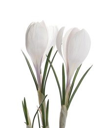 Photo of Beautiful fresh crocus flowers on white background