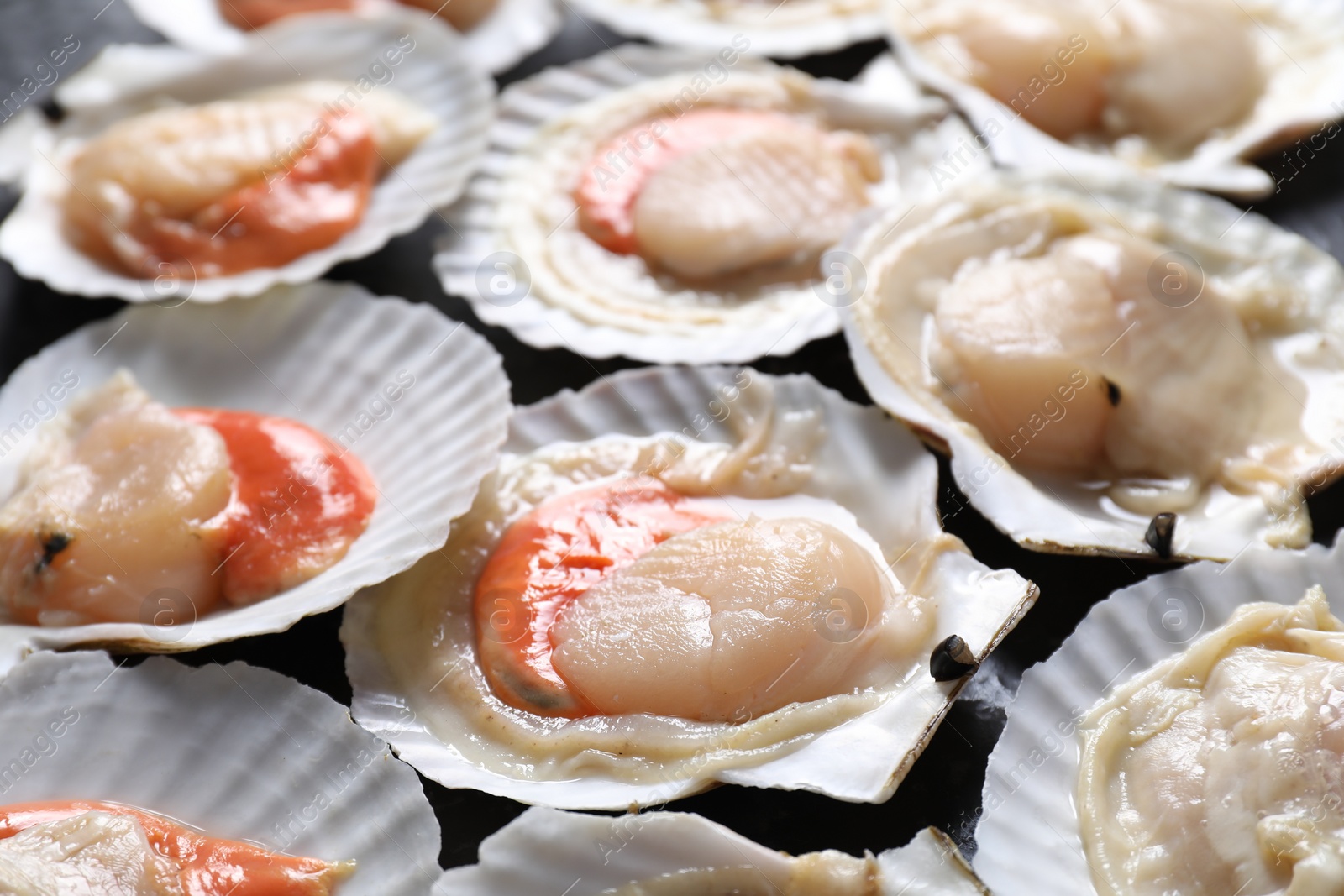 Photo of Fresh raw scallops with shells on black textured table, closeup