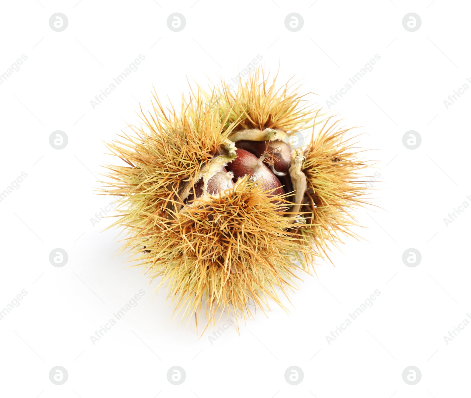 Photo of Fresh sweet edible chestnut in husk isolated on white