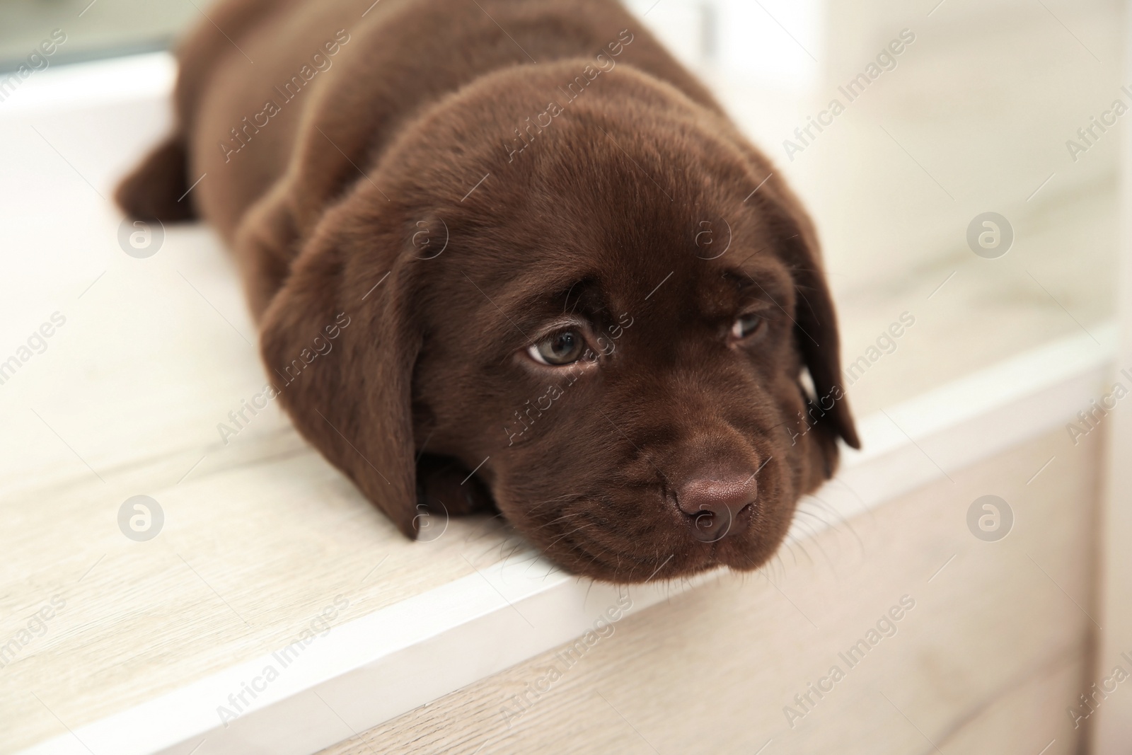 Photo of Chocolate Labrador Retriever puppy on window sill