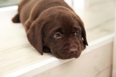 Photo of Chocolate Labrador Retriever puppy on window sill