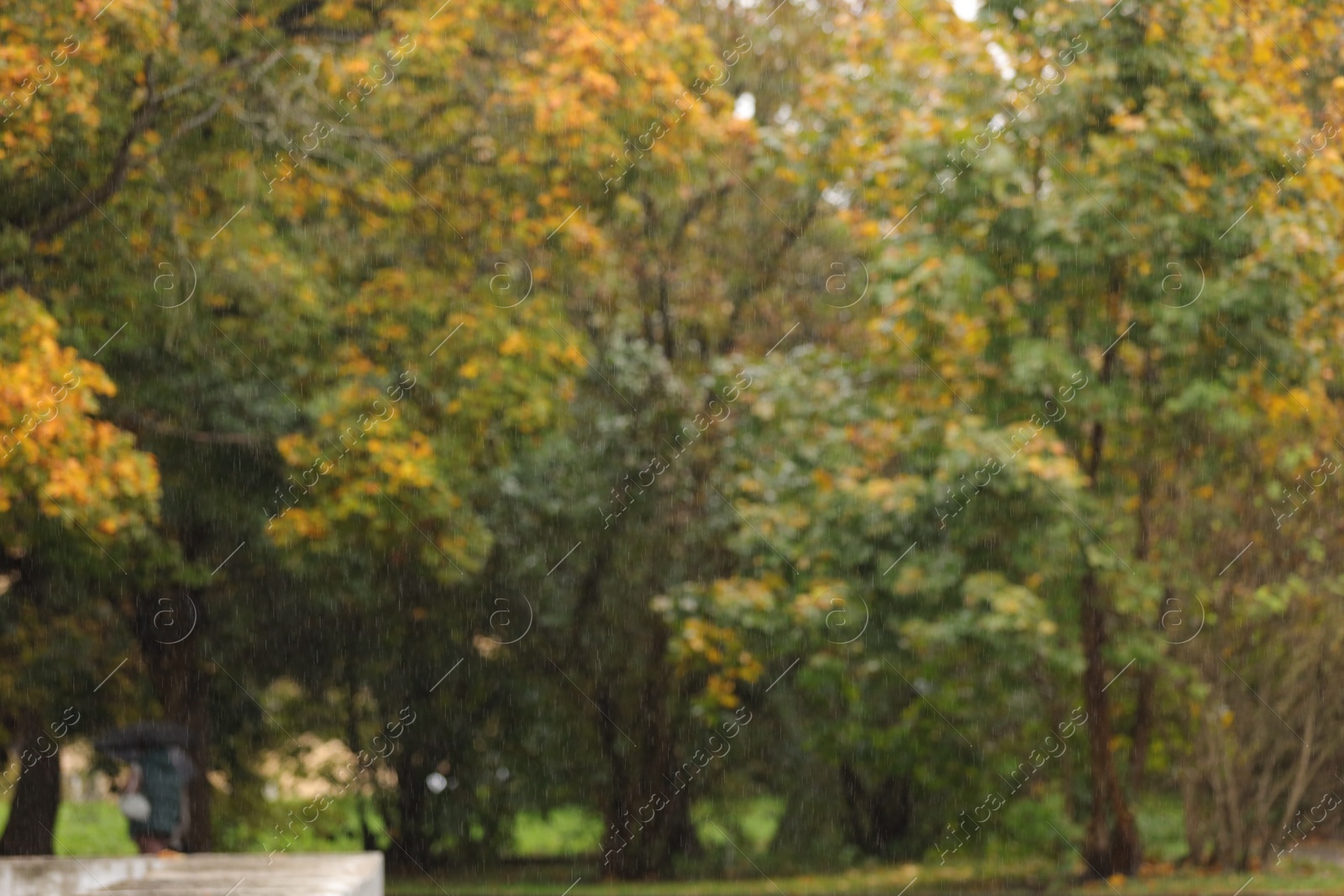 Photo of Blurred view of autumn park on rainy day