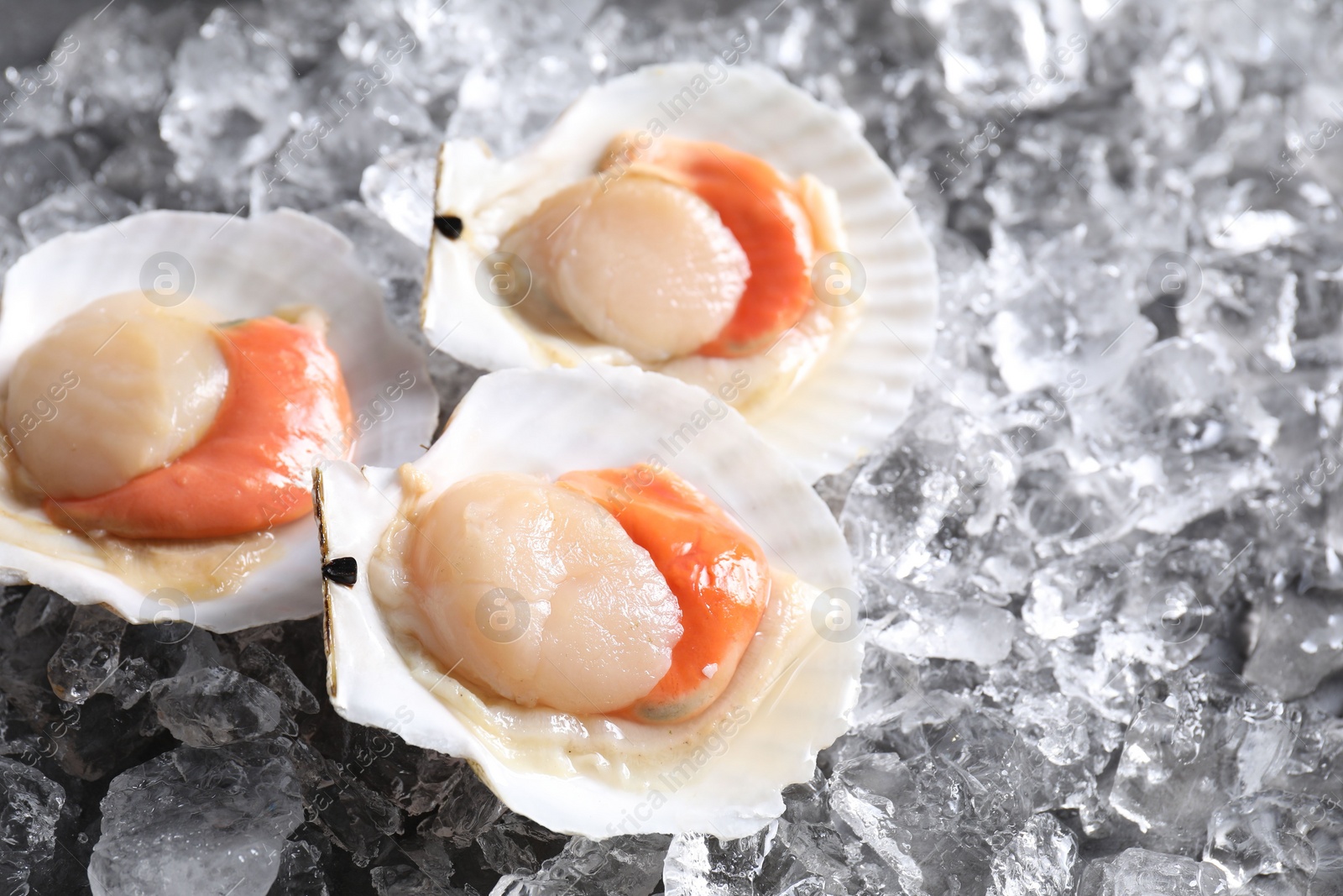 Photo of Fresh raw scallops with shells on ice cubes, closeup. Space for text