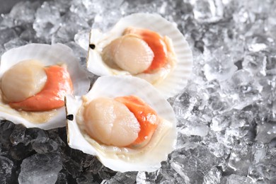 Fresh raw scallops with shells on ice cubes, closeup. Space for text