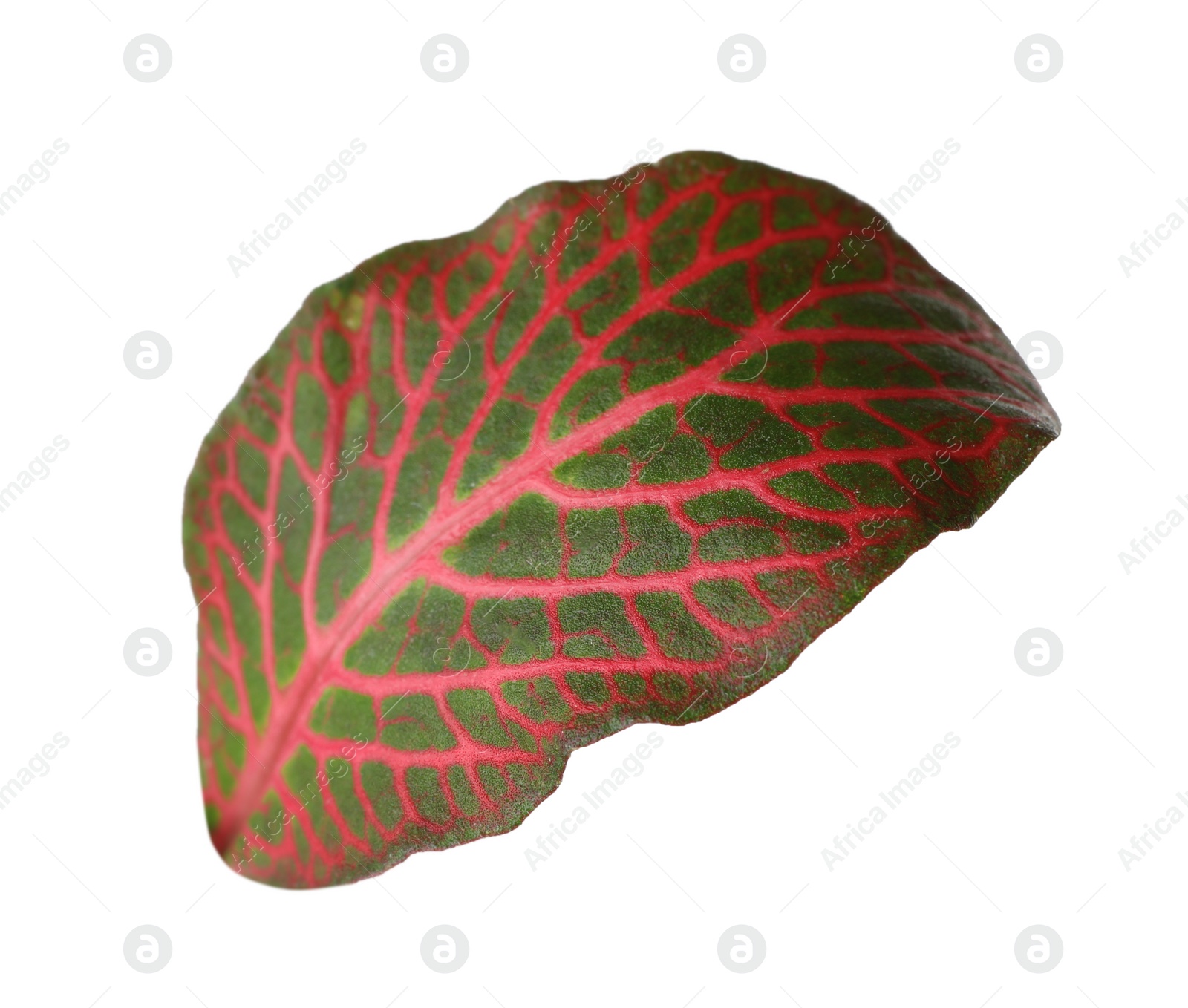 Photo of Leaf of tropical fittonia plant on white background