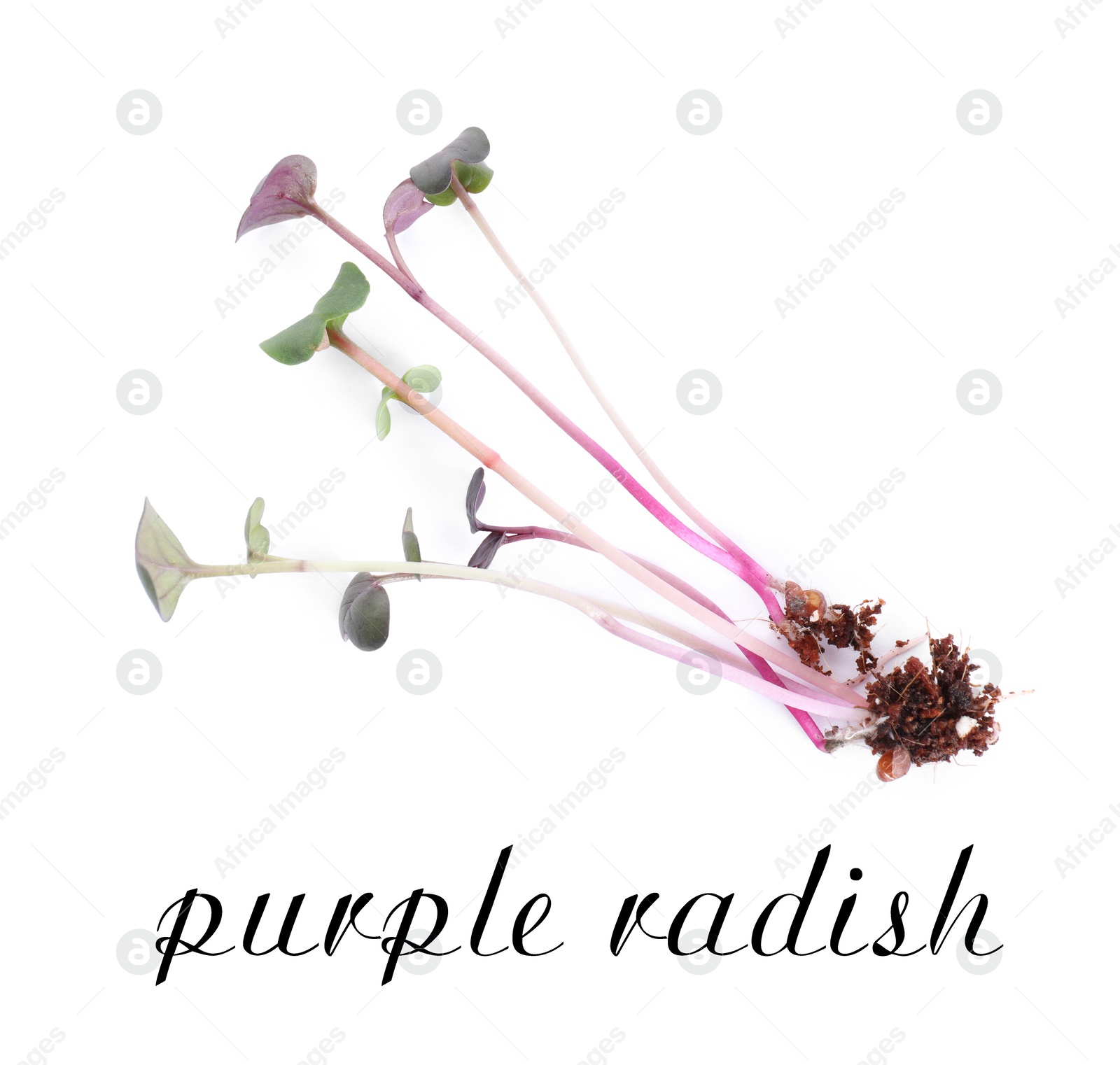 Image of Fresh organic microgreen sprout on white background