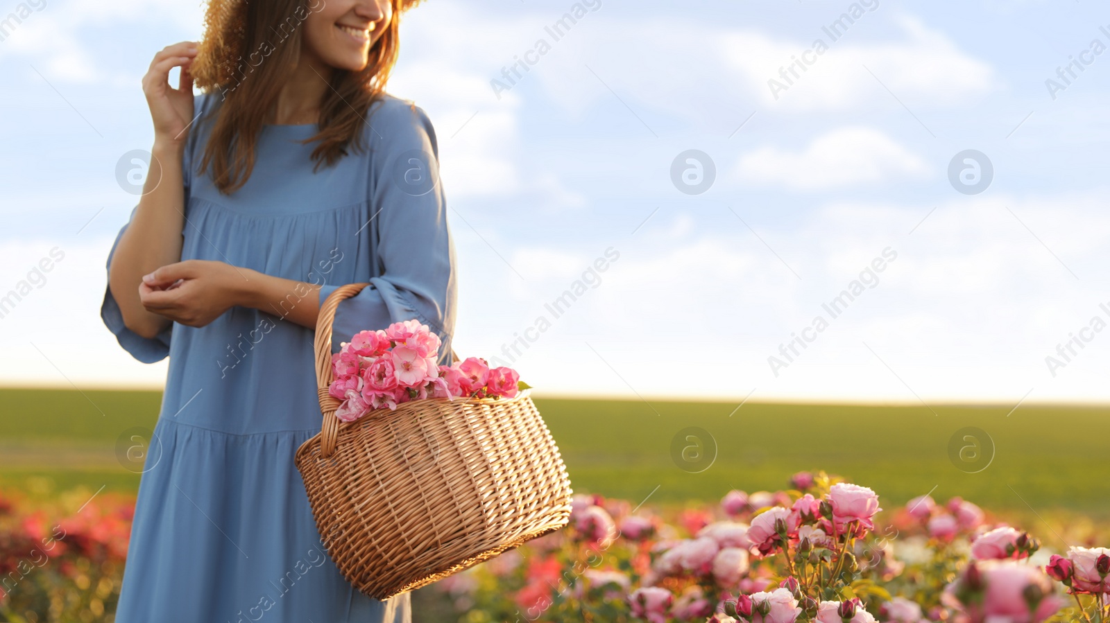 Photo of Woman with basket of roses in beautiful blooming field, closeup