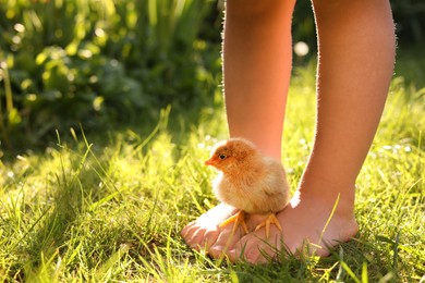 Little girl with cute chick on green grass outdoors, closeup. Baby animal