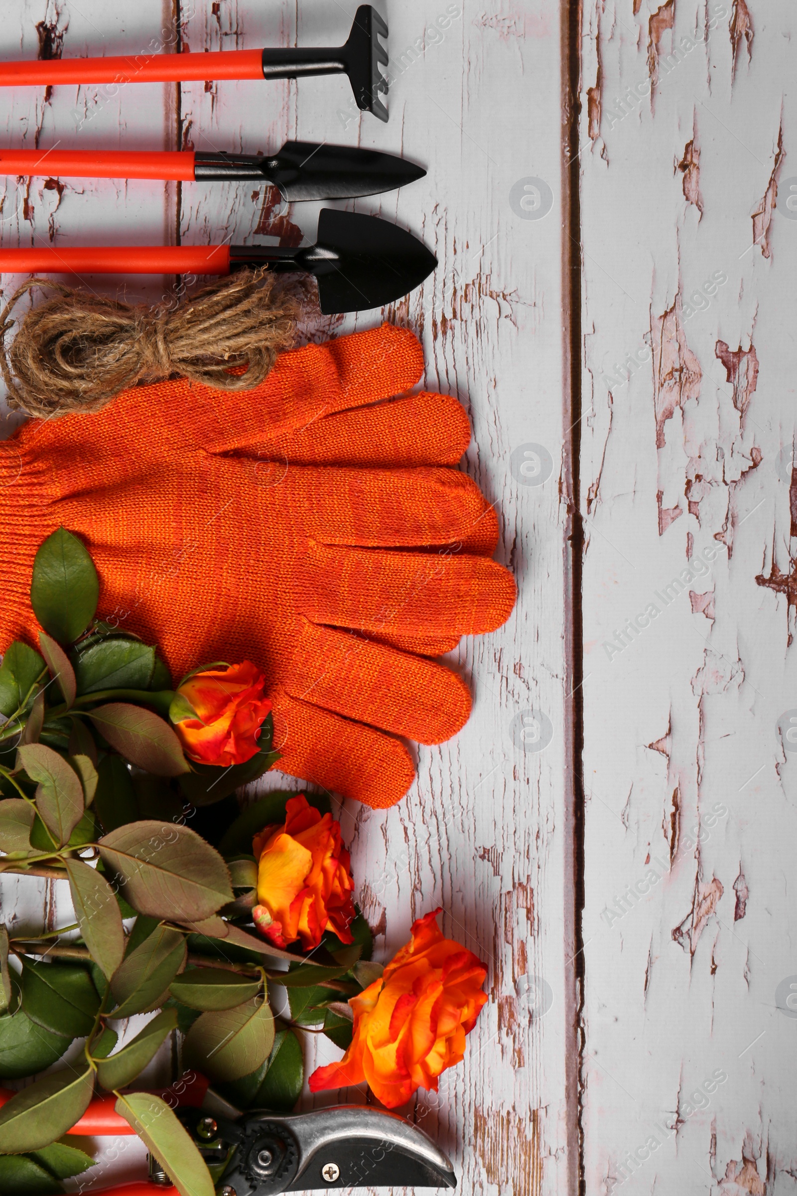 Photo of Gardening gloves, beautiful roses and tools on white wooden table, flat lay. Space for text