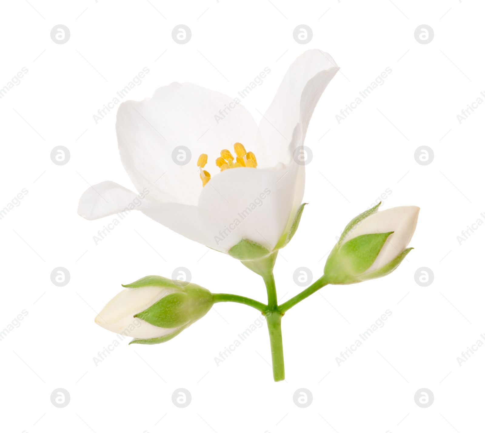 Photo of Beautiful jasmine flower and buds isolated on white