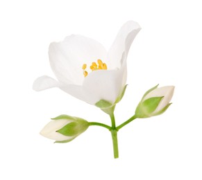 Photo of Beautiful jasmine flower and buds isolated on white