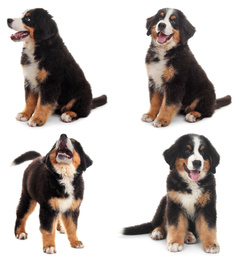 Image of Set of Bernese Mountain puppies on white background