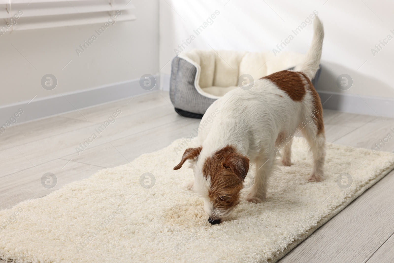 Photo of Cute dog near wet spot on rug indoors. Space for text