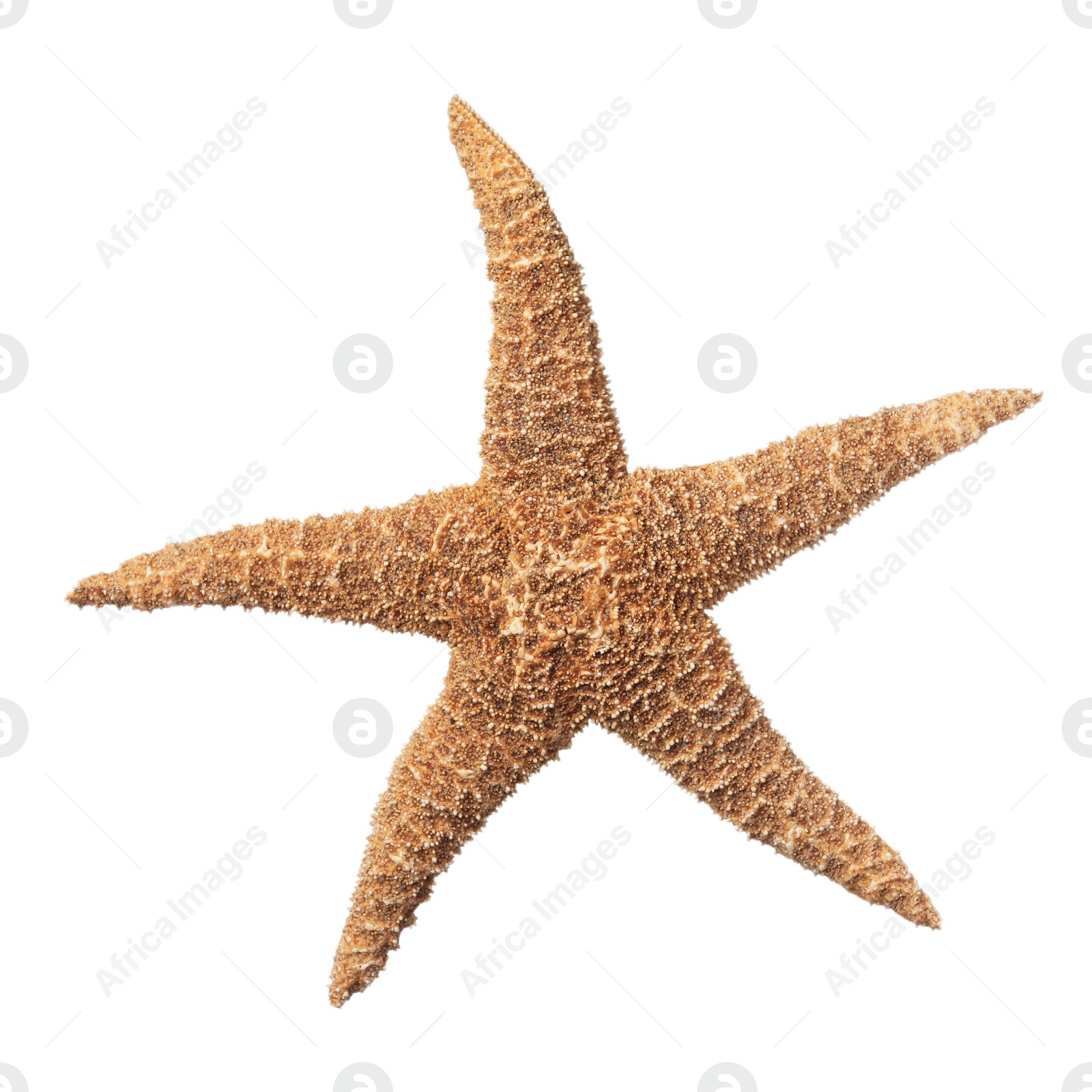 Photo of Beautiful sea star isolated on white. Beach object