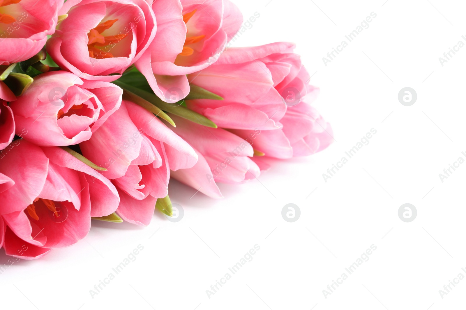 Photo of Beautiful spring tulips on white background. International Women's Day