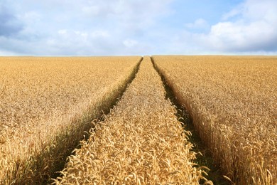 Photo of View of agricultural field with ripening wheat crop under beautiful sky