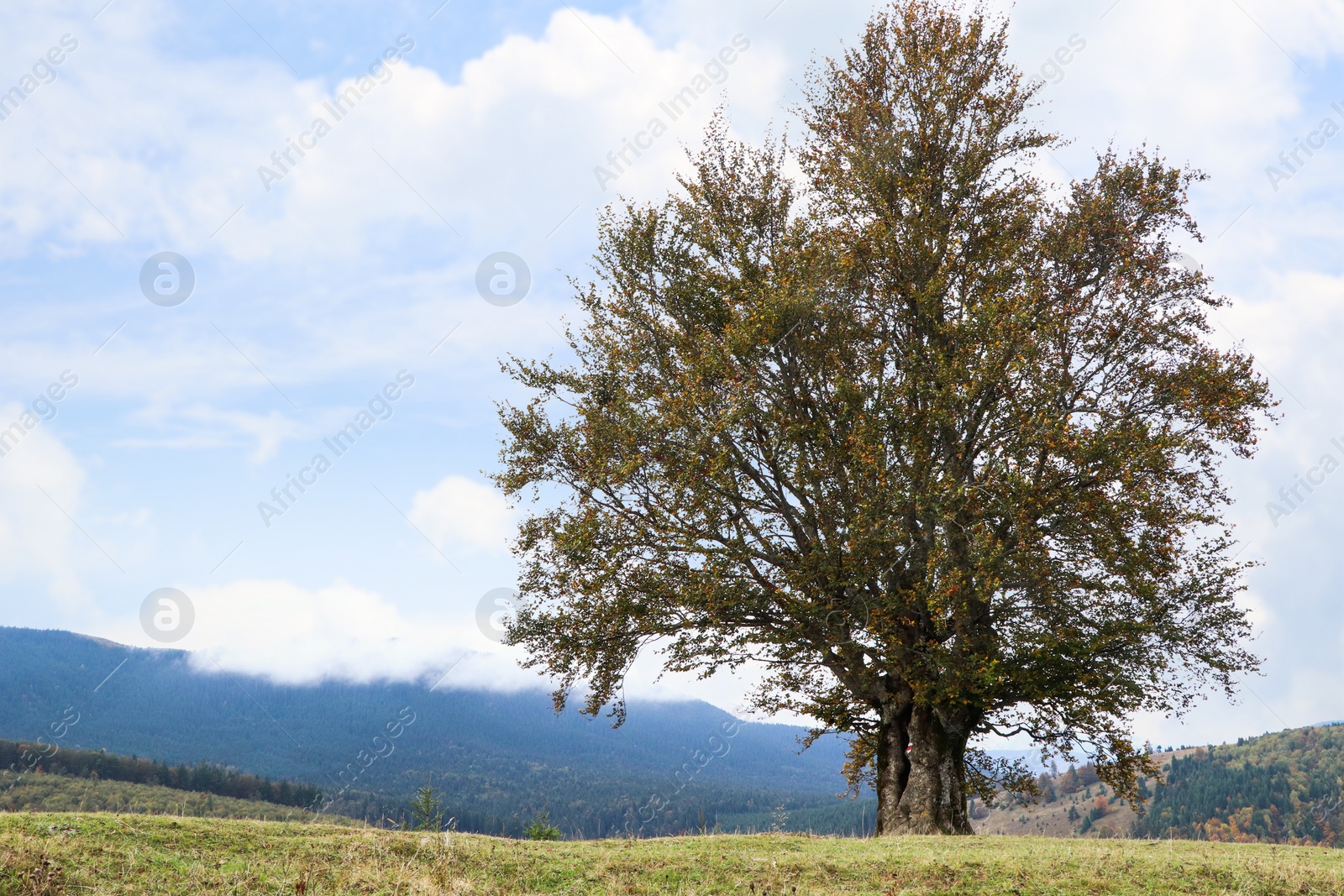 Photo of Peaceful mountain landscape with beautiful tree and green hills on autumn day