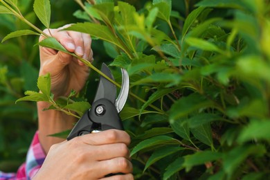 Photo of Woman pruning bush with secateurs outdoors, closeup