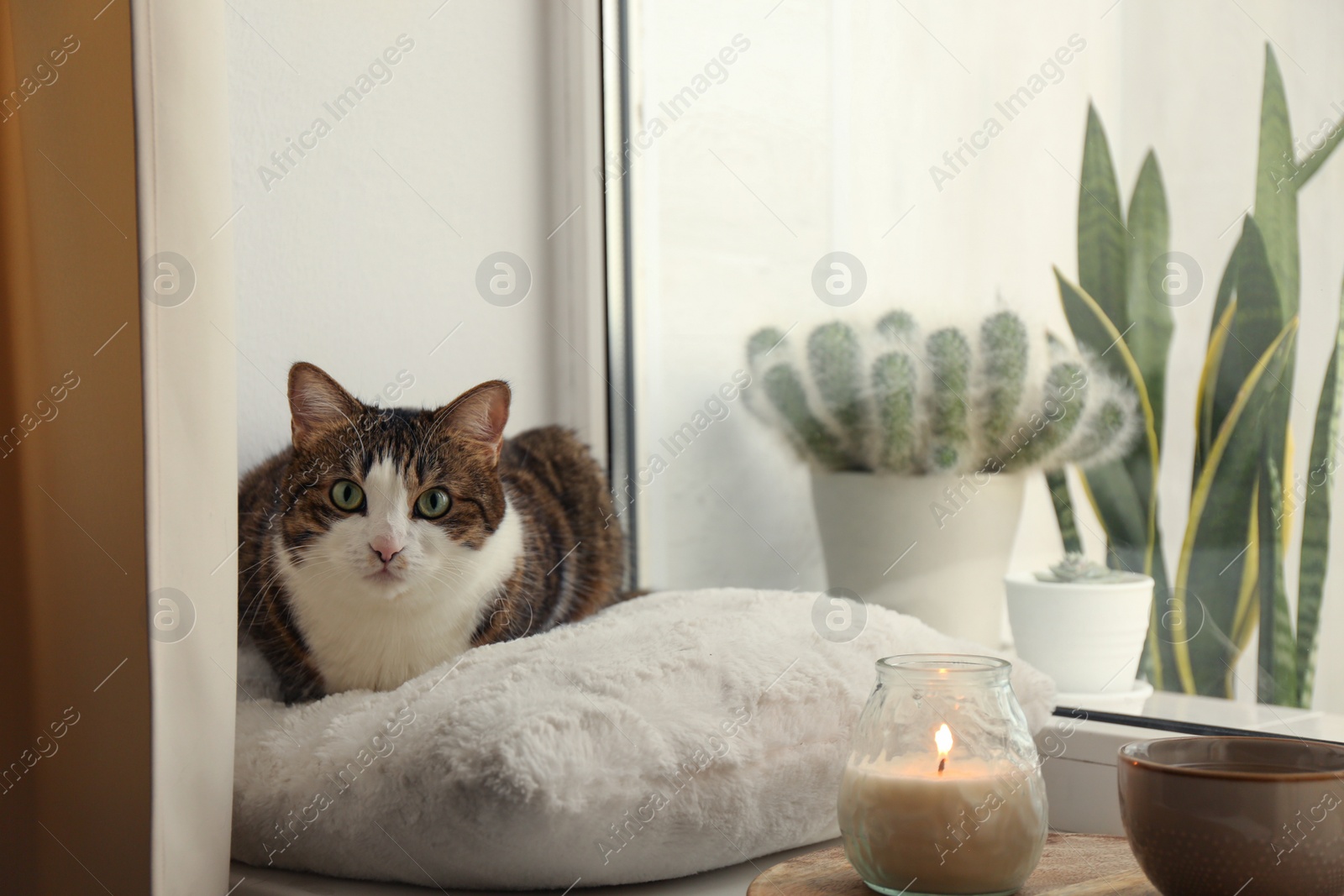 Photo of Cute cat, cup of hot drink and burning candle on window sill at home. Adorable pet