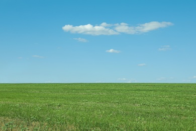 Picturesque view of green grass growing in field and blue sky