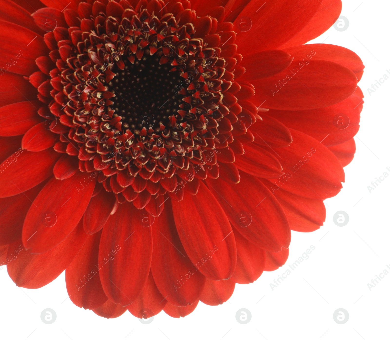 Photo of Beautiful red gerbera flower on white background