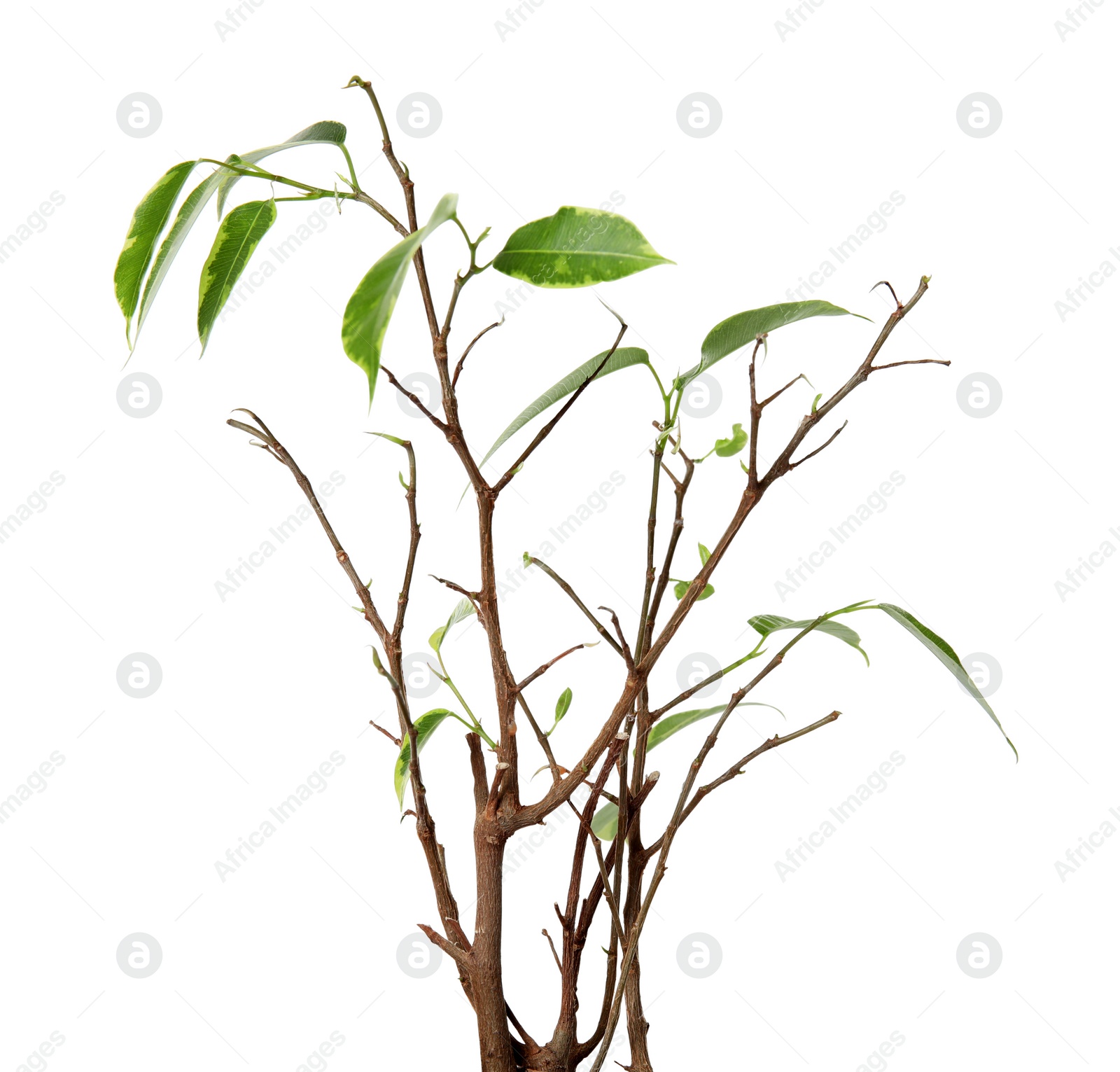 Photo of Sick home plant on white background, closeup