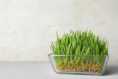 Photo of Glass bowl with sprouted wheat grass seeds on table against light background, space for text