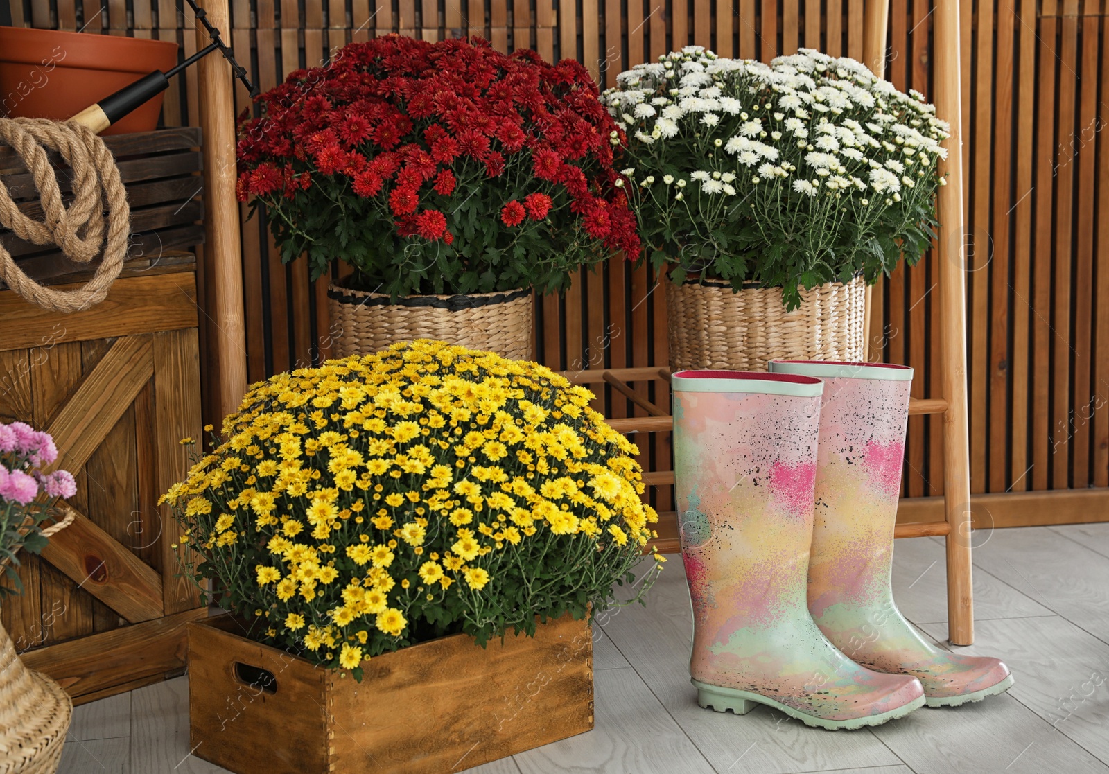 Photo of Beautiful fresh chrysanthemum flowers and gardening tools indoors