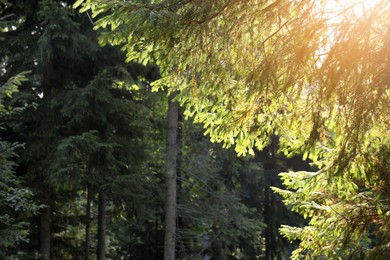 Photo of Beautiful conifer tree in forest on sunny day