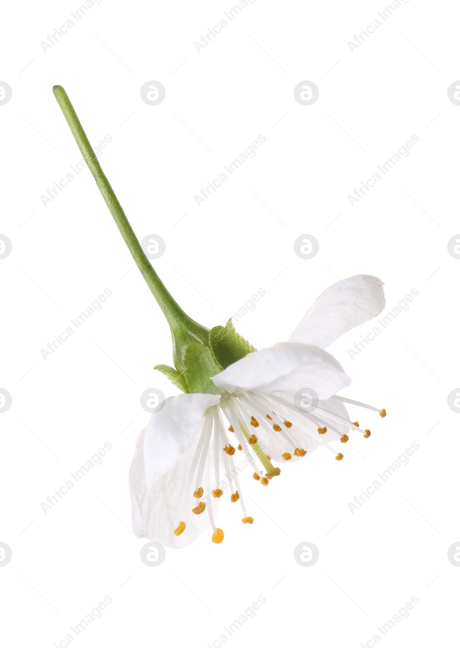 Photo of One beautiful spring blossom isolated on white