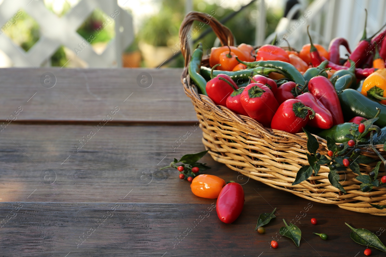 Photo of Many different fresh chilli peppers on wooden table, space for text