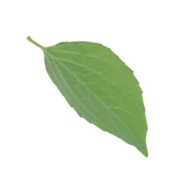 Fresh green jasmine leaf isolated on white