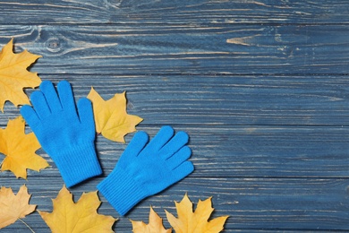 Stylish woolen gloves and dry leaves on blue wooden table, flat lay. Space for text
