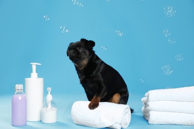 Cute black Petit Brabancon dog, bath accessories and bubbles on light blue background